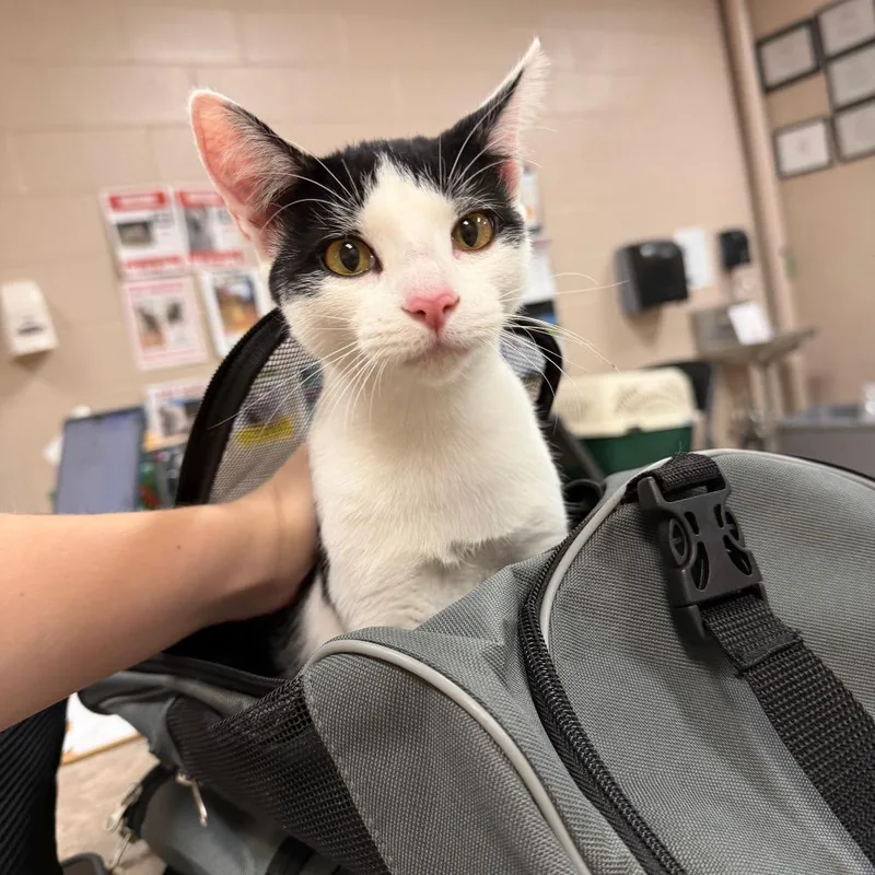 An adult medium-sized female White Domestic Short Hair cat named Abigail for adoption in Birmingham, AL