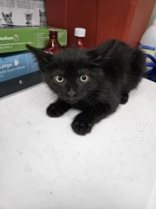 A baby small-sized female Domestic Short Hair cat named Shuri for adoption in Gainesville, FL