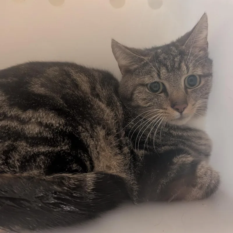 A young small-sized male Brown / Chocolate Domestic Short Hair cat named Sammy for adoption in Jefferson city, TN