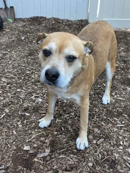 A senior medium-sized female Beagle dog named Callie for adoption in Westland, MI