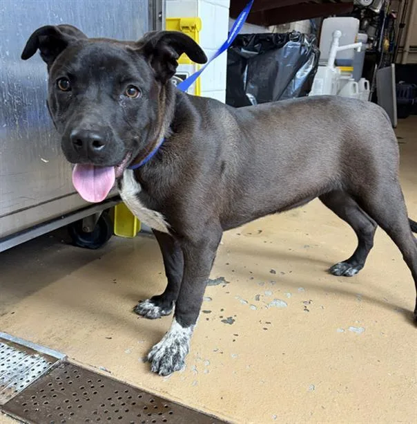 A young medium-sized male Pit Bull Terrier dog named Twinkle for adoption in Chula Vista, CA