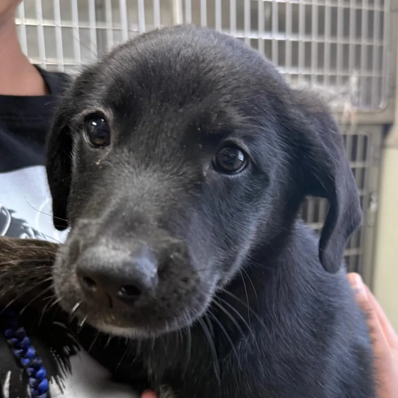 A baby medium-sized female Black Labrador Retriever dog named Brylee for adoption in Jacksonville, AR