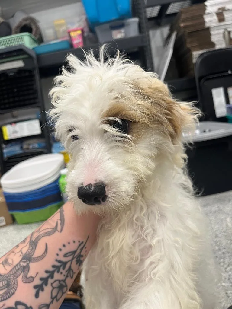 A baby medium-sized female Poodle dog named Daisy for adoption in Auburn, IN