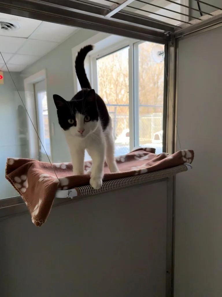 A young large-sized male Domestic Short Hair cat named Polaris for adoption in Viroqua, WI