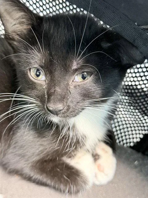 A baby small-sized female Black & White / Tuxedo Domestic Short Hair cat named Ulysses for adoption in Tavares, FL