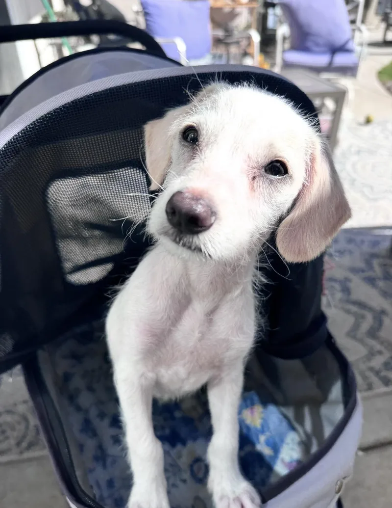A baby small-sized male Parson Russell Terrier dog named Jack Jack for adoption in San Diego, CA
