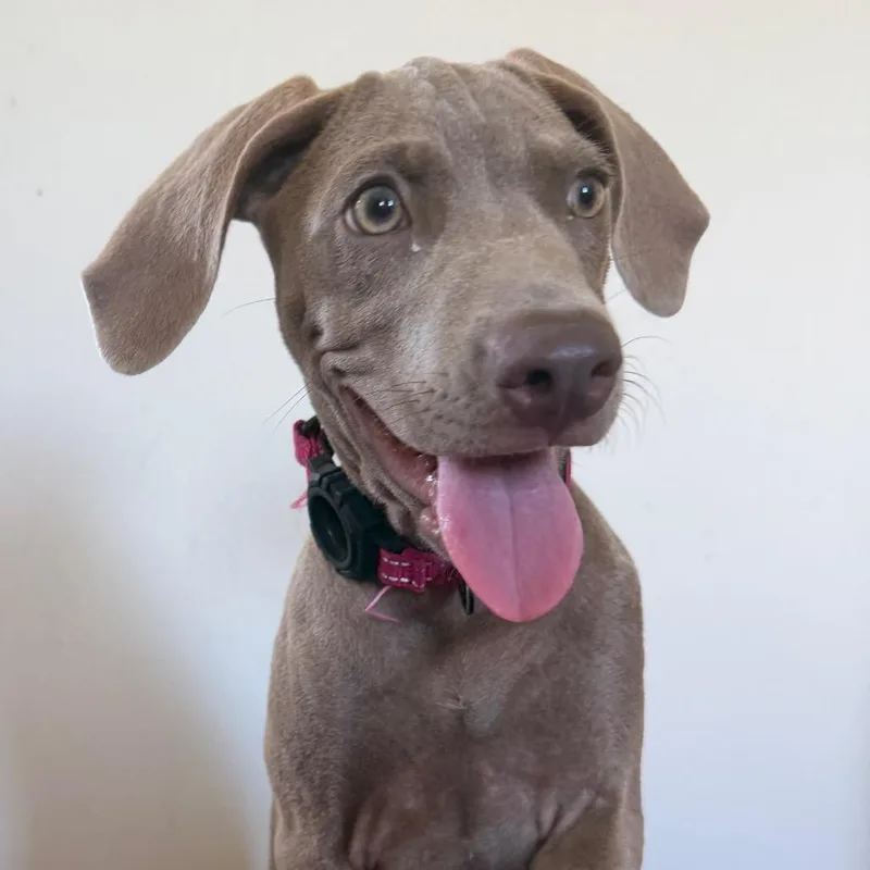 A baby medium-sized female Gray / Blue / Silver Weimaraner dog named Karma for adoption in Williston, FL
