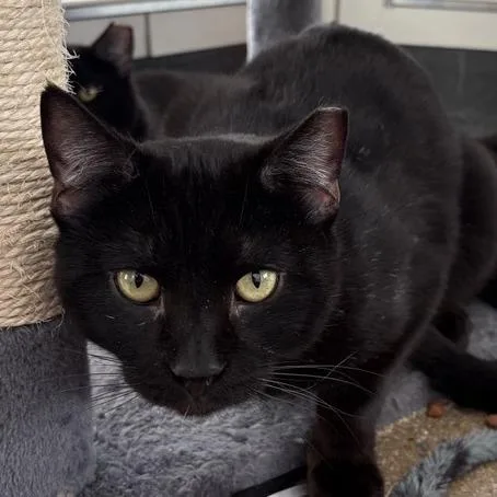 An adult medium-sized male Black Domestic Short Hair cat named Frosted Mini Wheat for adoption in Middletown, RI