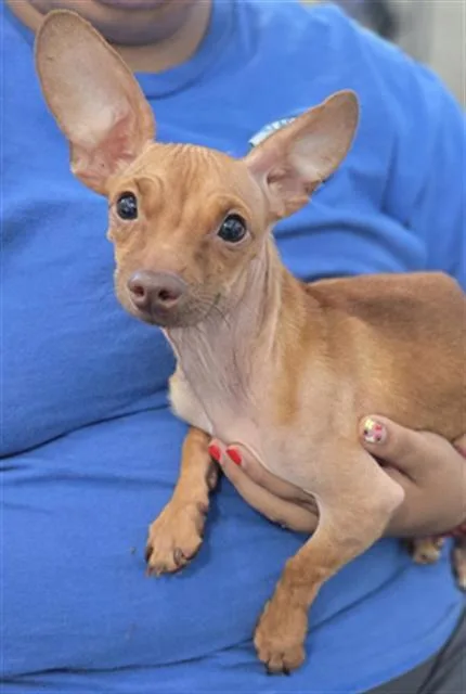 An adult small-sized male Mixed Breed dog named Trooper for adoption in Dallas, TX