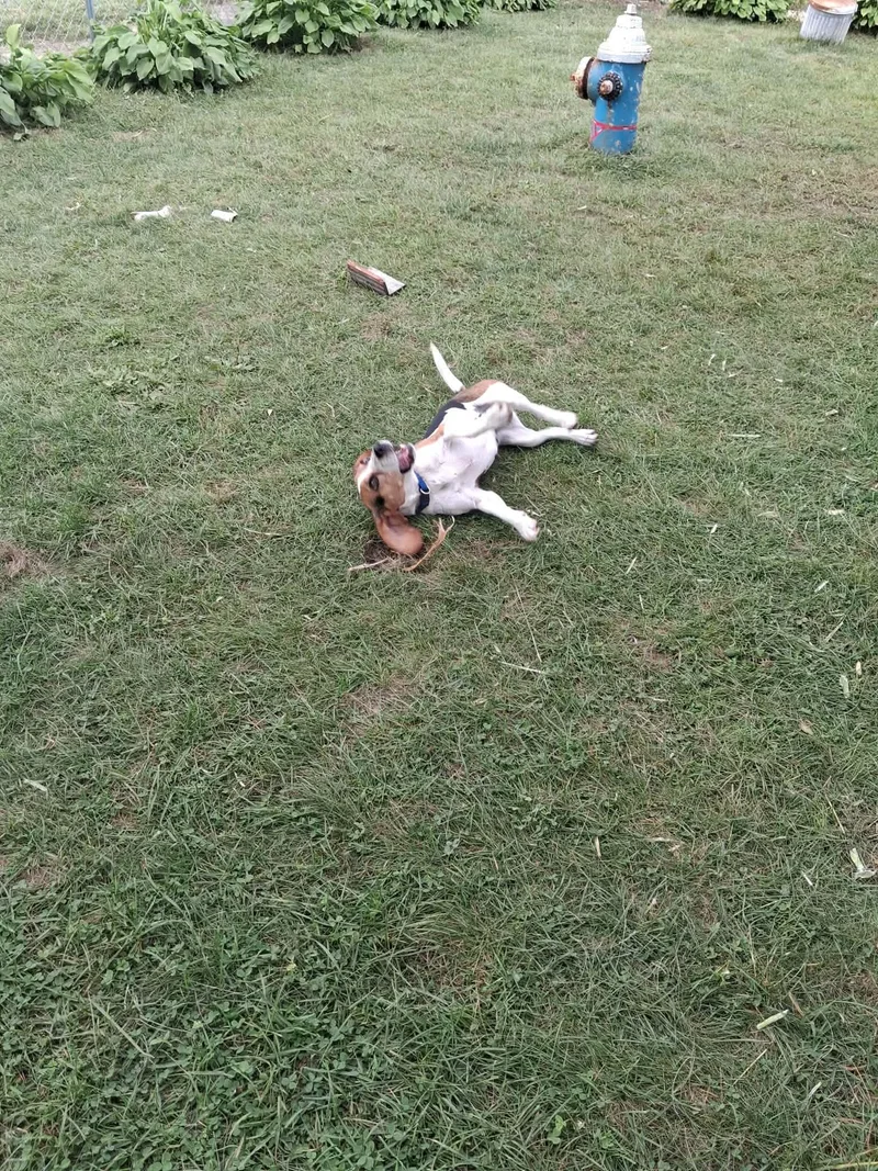 Bella thumbnail 3