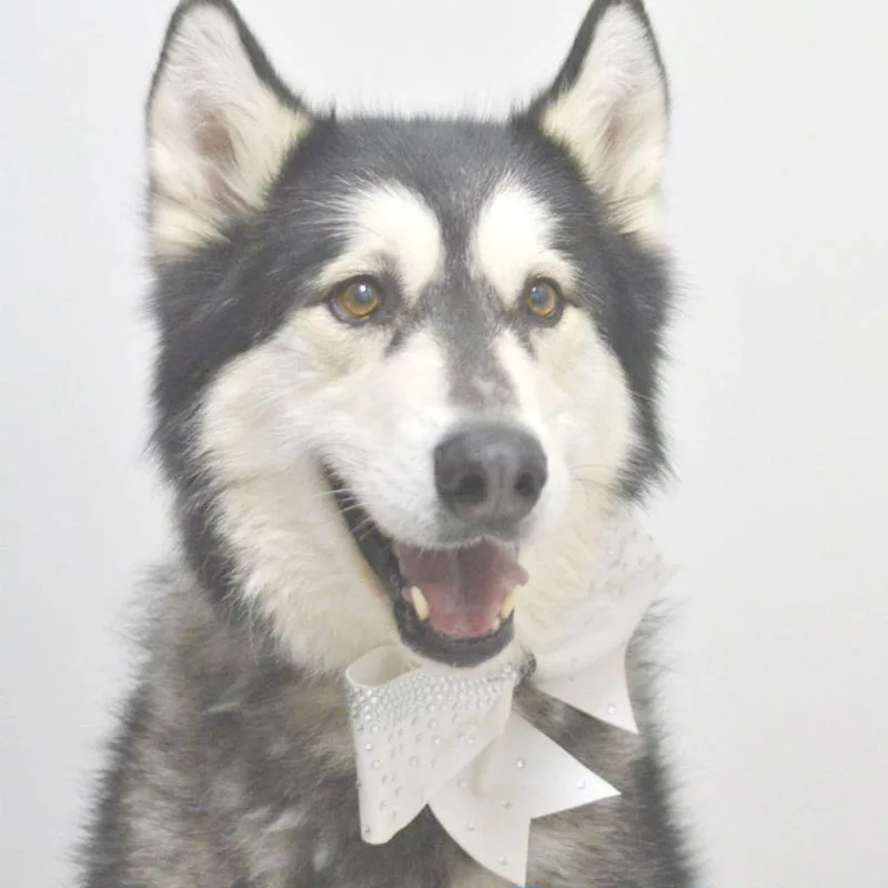 A senior large-sized male Husky dog named Motley for adoption in Lake Havasu City, AZ