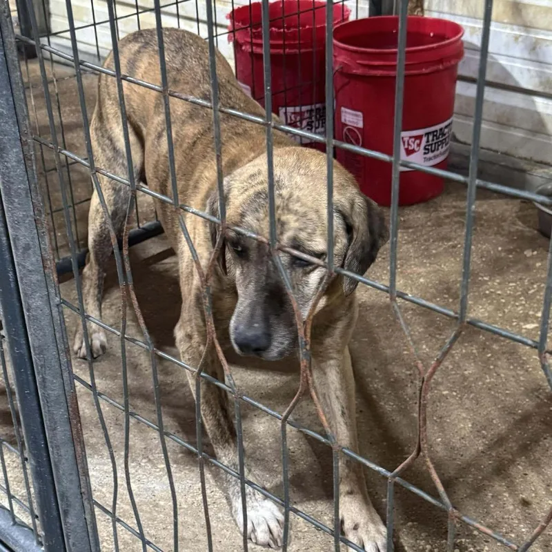 An adult medium-sized male Brindle Black Mouth Cur dog named Jake for adoption in Anahuac, TX