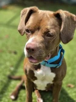 An adult medium-sized female Hound dog named Dior for adoption in Savannah, GA