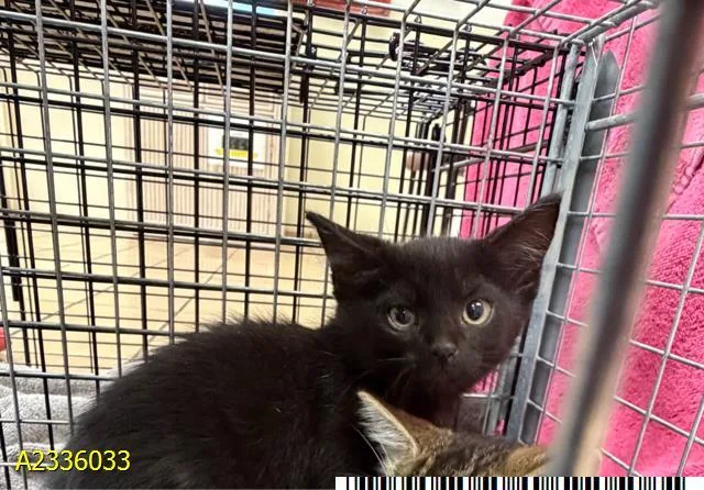 A baby small-sized female Domestic Short Hair cat named Chickie for adoption in West Palm Beach, FL