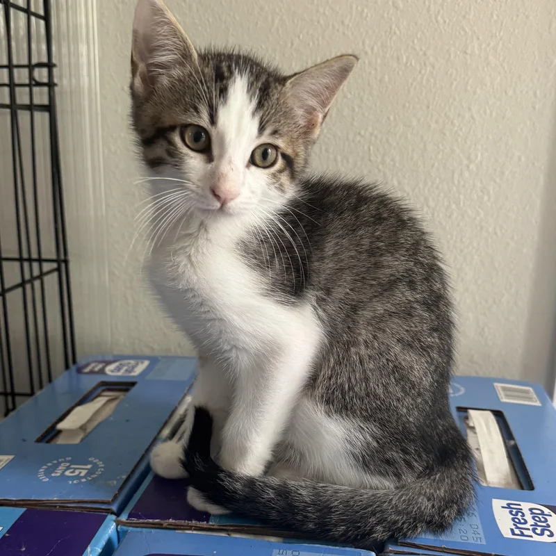A baby small-sized male Tabby (Gray / Blue / Silver) American Shorthair cat named Crumble for adoption in Houston, TX