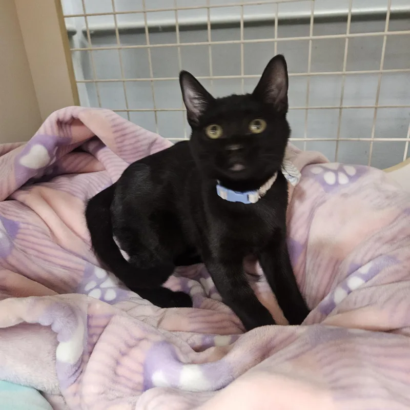 Presley Globe thumbnail 2