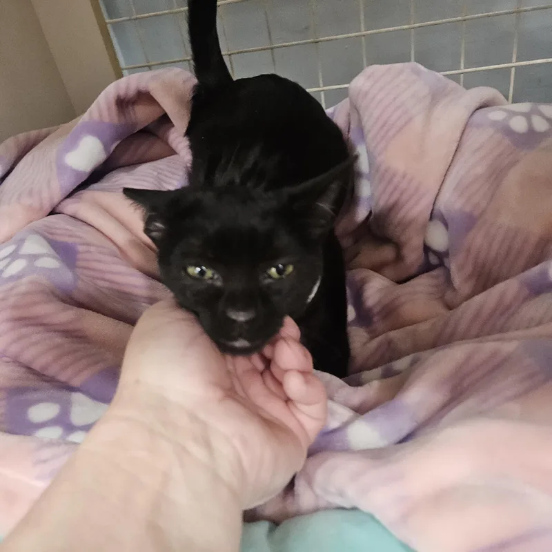 Presley Globe thumbnail 3