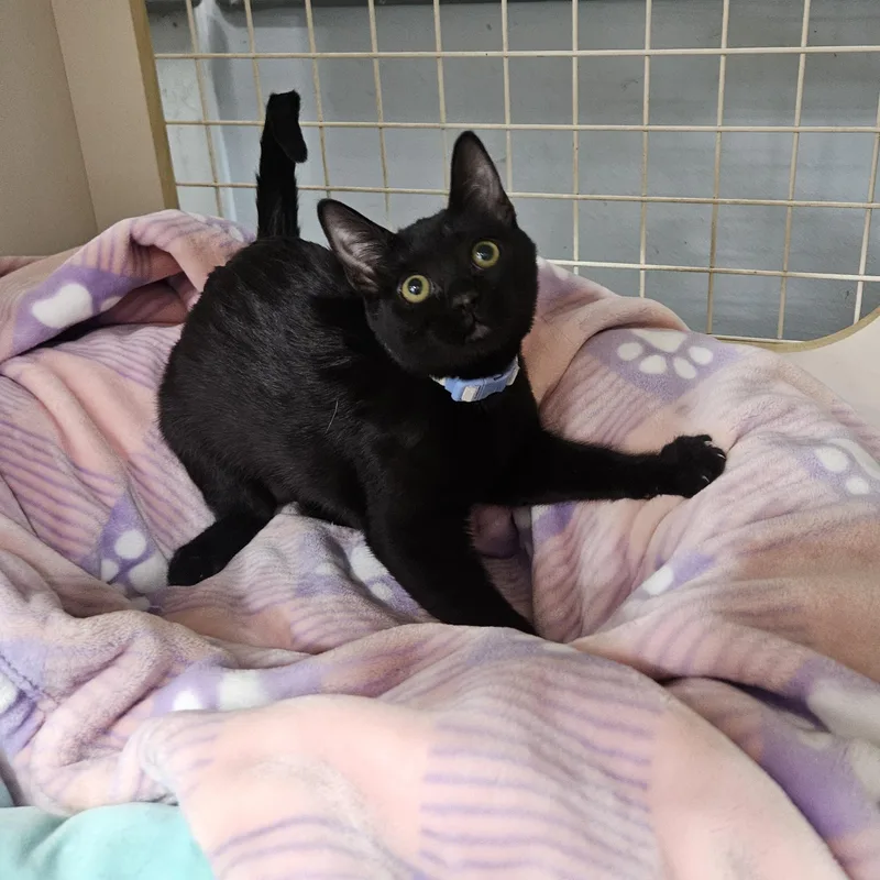 Presley Globe thumbnail 5