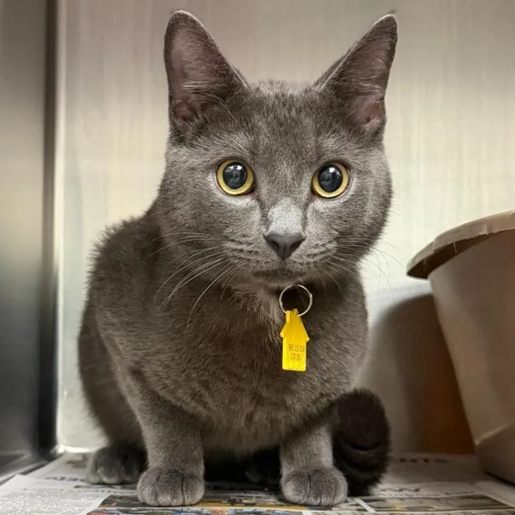 A young medium-sized male Gray / Blue / Silver Domestic Short Hair cat named Gustavo for adoption in Springfield, MA