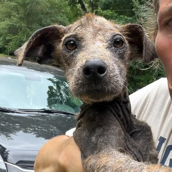 An adult small-sized female Brown / Chocolate Mixed Breed dog named Velveeta for adoption in Wheeling, IL