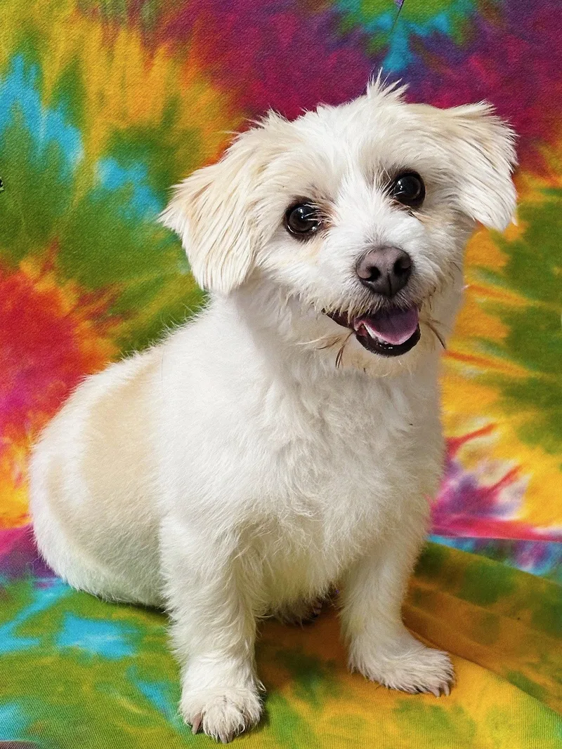 A young medium-sized male Shih Tzu dog named Tater Tot for adoption in Spring Lake, NJ
