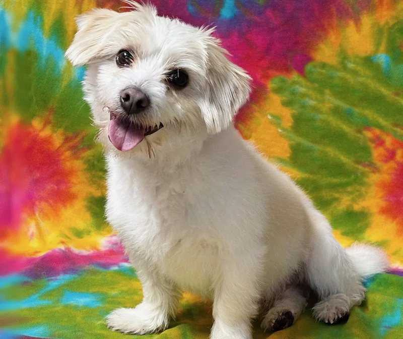 Tater Tot thumbnail 2