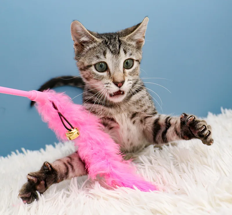 A baby small-sized male Tabby (Brown / Chocolate) Domestic Short Hair cat named Storm for adoption in Charlotte, NC