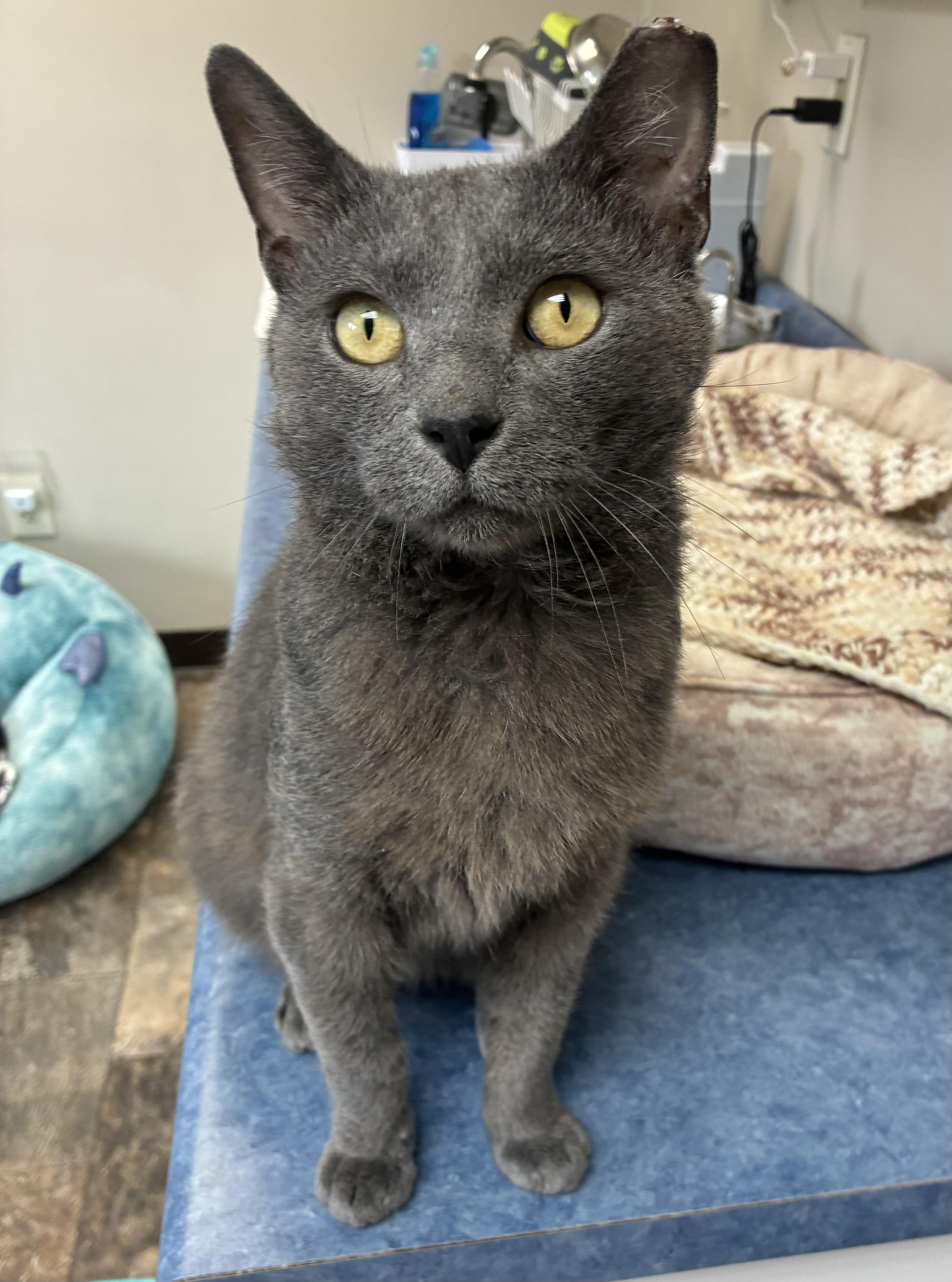An adult medium-sized male Gray / Blue / Silver Domestic Short Hair cat named Gemini for adoption in Breinigsville, PA