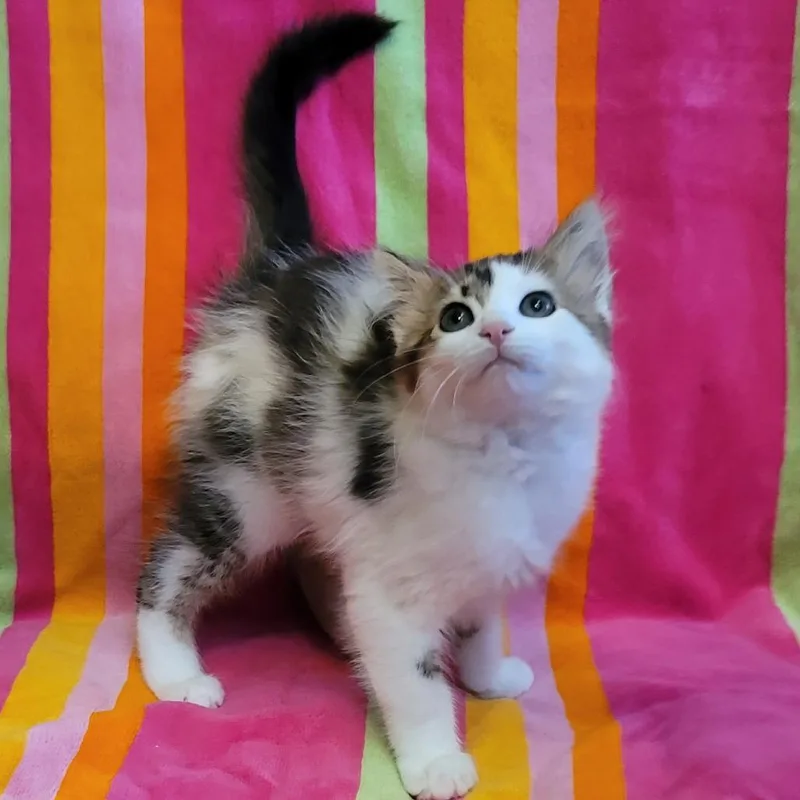 A baby small-sized female White Domestic Long Hair cat named Coppertone for adoption in La Grange, KY