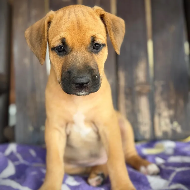 A baby medium-sized female Mixed Breed dog named Lion for adoption in Pearsall, TX