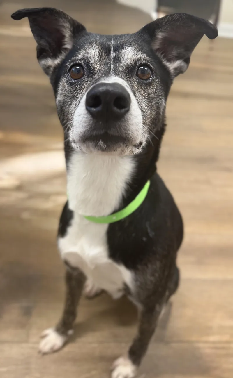 An adult medium-sized male Black Whippet dog named Bingo for adoption in Pawleys Island, SC