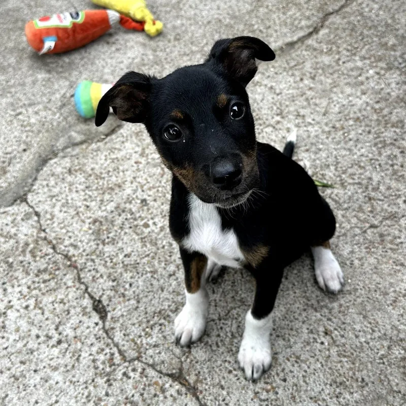 A baby small-sized male Brown / Chocolate Mixed Breed dog named Larry aka Boots for adoption in Santa Fe, TX