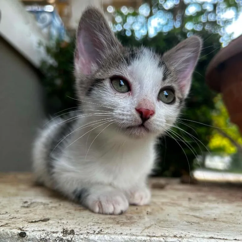A baby small-sized female White Domestic Short Hair cat named Rosie for adoption in Okmulgee, OK