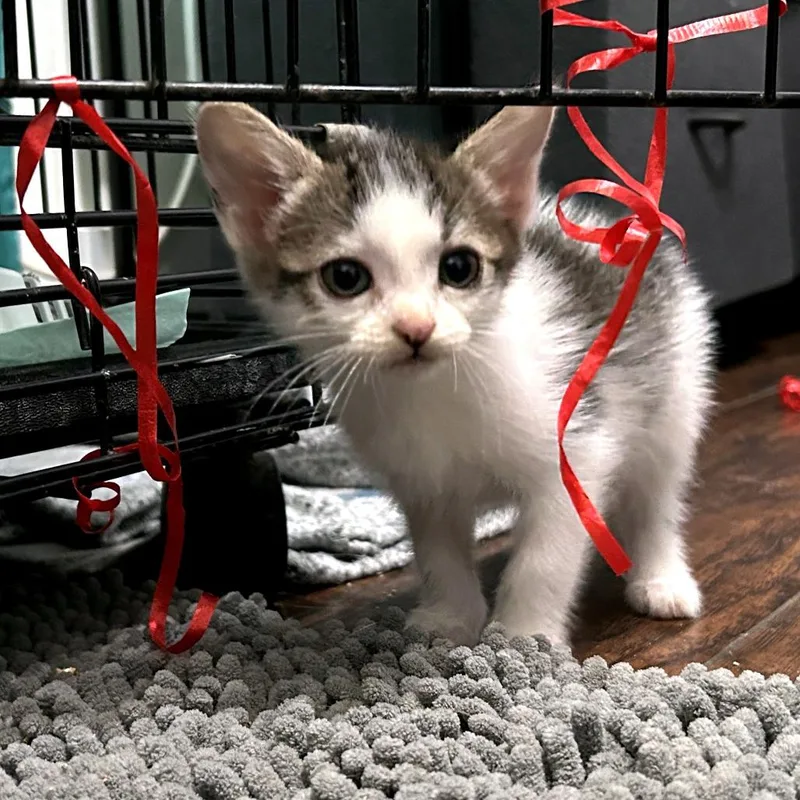 Rosie thumbnail 2