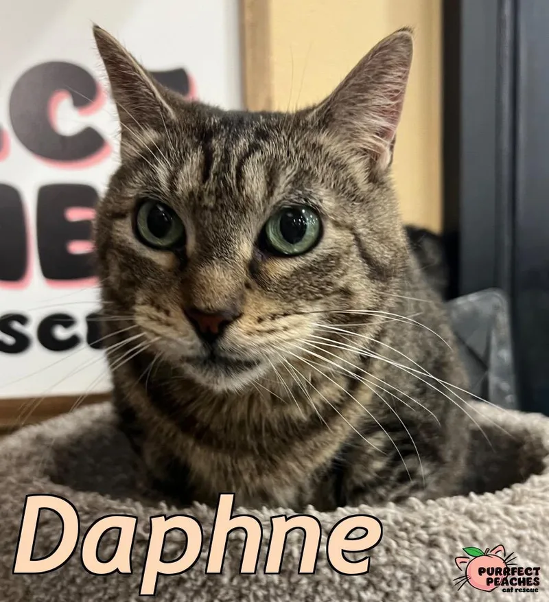 Daphne thumbnail 2