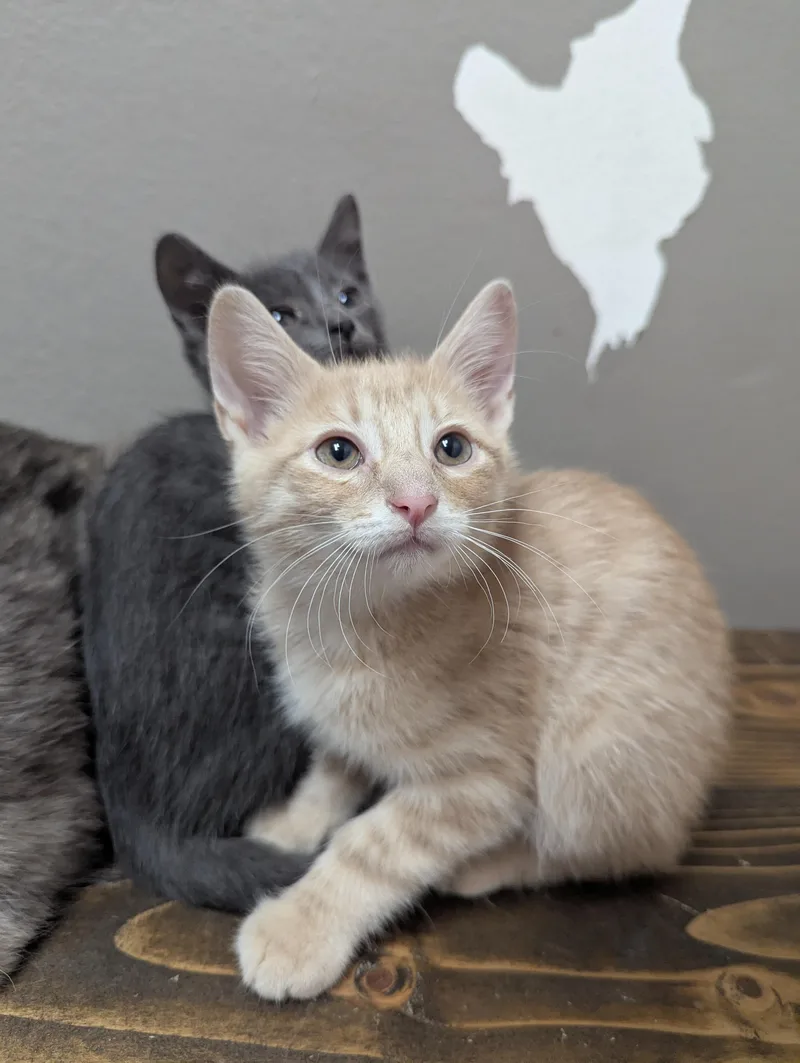 A baby medium-sized male Domestic Short Hair cat named Rufus for adoption in Oconto, WI