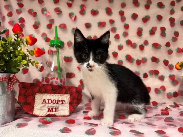 A baby small-sized female Domestic Short Hair cat named Suki for adoption in Fairfield, CA