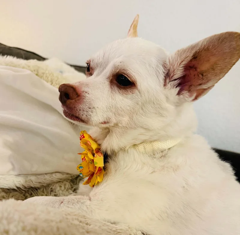 An adult small-sized female Chihuahua dog named Angel for adoption in Spring, TX