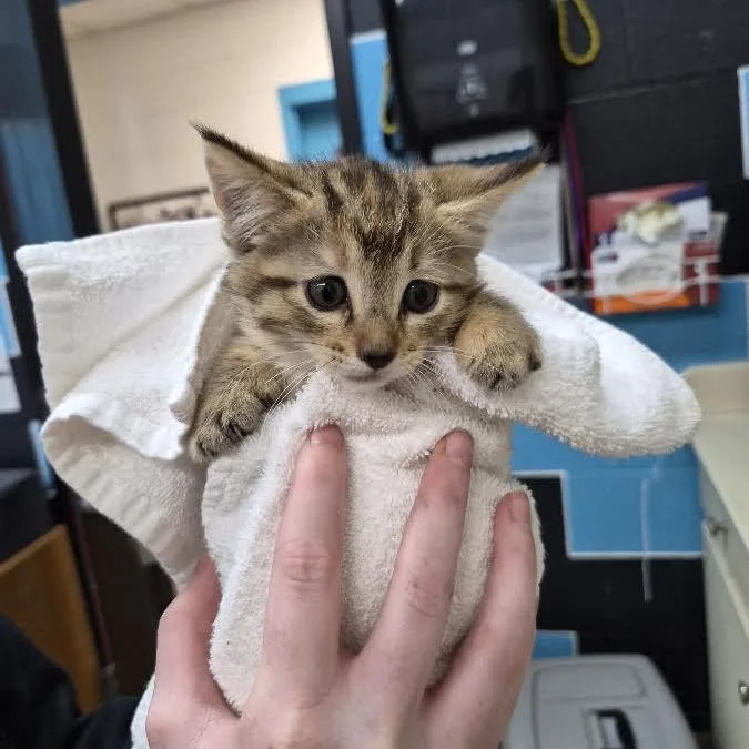 A baby small-sized female Black Domestic Short Hair cat named Waffle Cone for adoption in Ardmore, OK