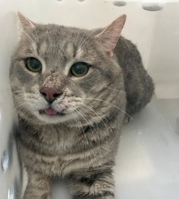 An adult medium-sized male Domestic Short Hair cat named Dusty for adoption in Staten Island, NY
