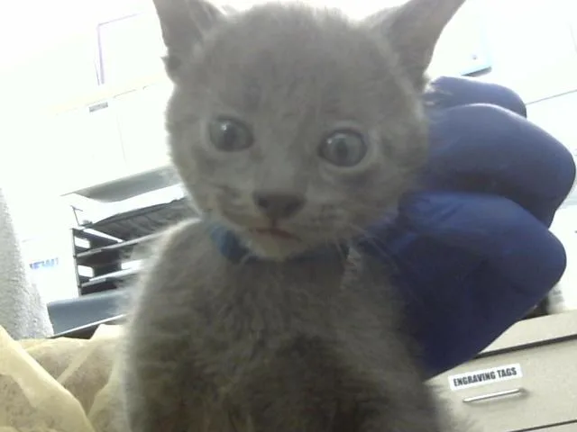 A baby medium-sized male Domestic Medium Hair cat named Sudan for adoption in Dallas, TX