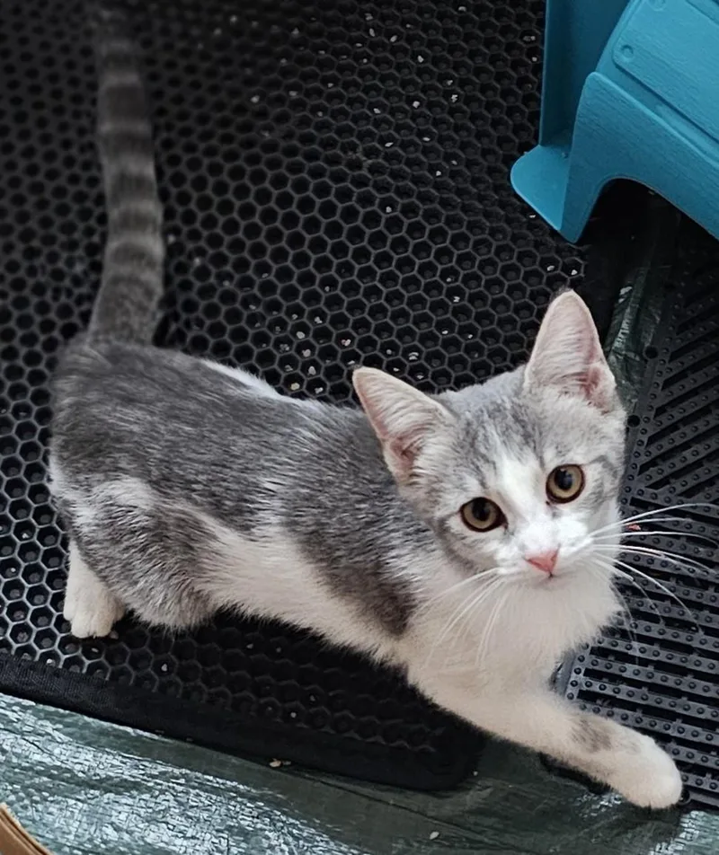 A baby medium-sized female Tabby (Gray / Blue / Silver) Domestic Short Hair cat named Charlie for adoption in Milwaukee, WI