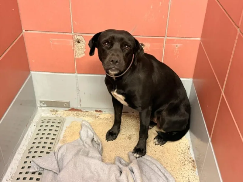 A young medium-sized female Labrador Retriever dog named Wendy for adoption in Houston, TX