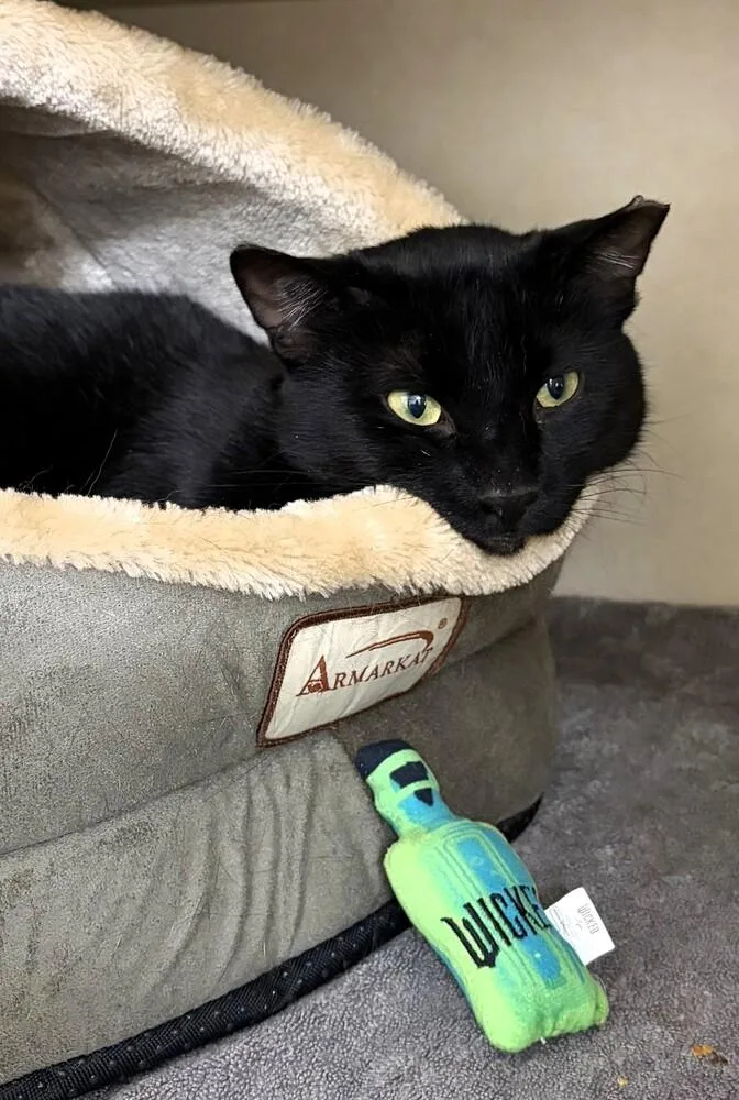 An adult medium-sized male Black Domestic Short Hair cat named Sleepy for adoption in Elmsford, NY