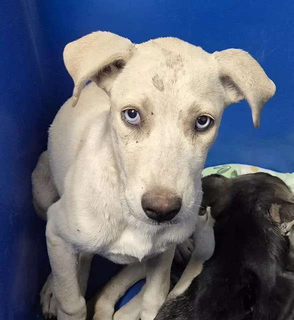 A baby small-sized female Terrier dog named Jade for adoption in Bakersfield, CA