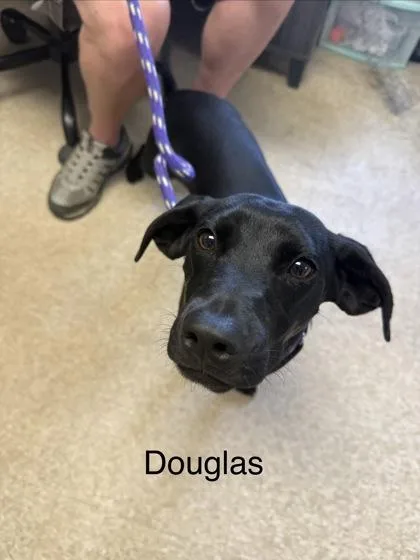 Douglas