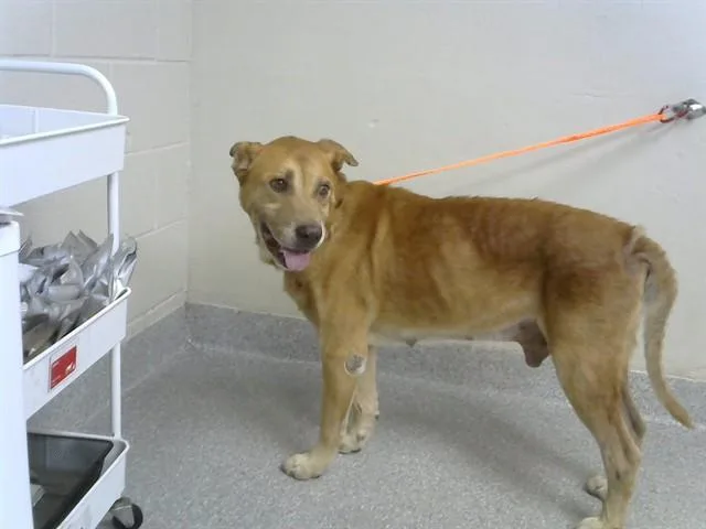 An adult medium-sized male Labrador Retriever dog named A for adoption in Pasadena, TX