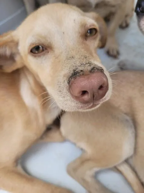An adult small-sized female Chihuahua dog named Jolene for adoption in San Pedro, CA