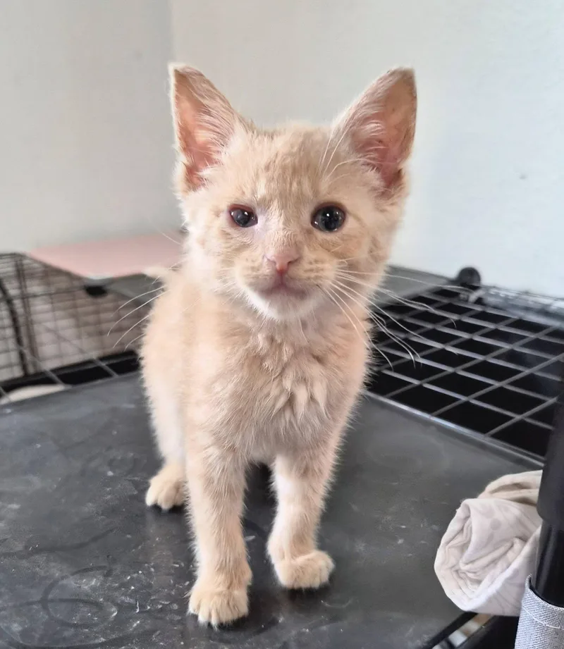 A young small-sized male Orange & White American Shorthair cat named Chandler for adoption in Waverly, IA