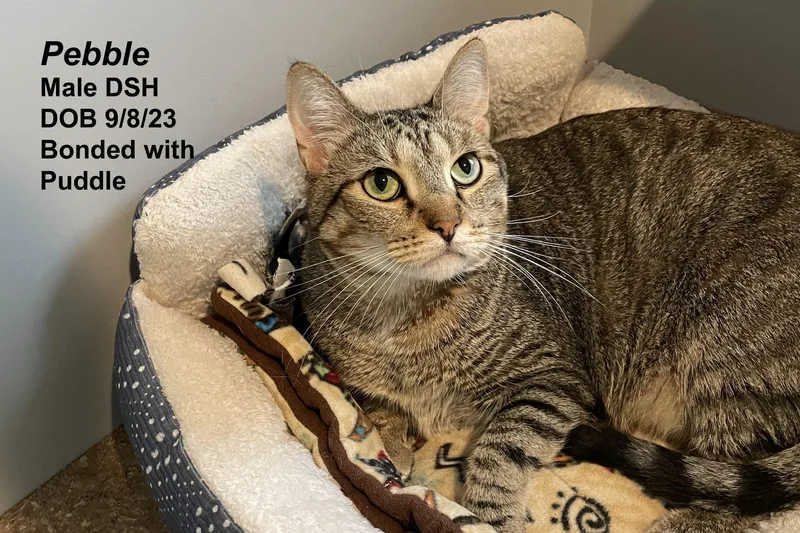 A young extra large-sized male Tabby (Brown / Chocolate) Domestic Short Hair cat named Pebble for adoption in Lincoln, NE